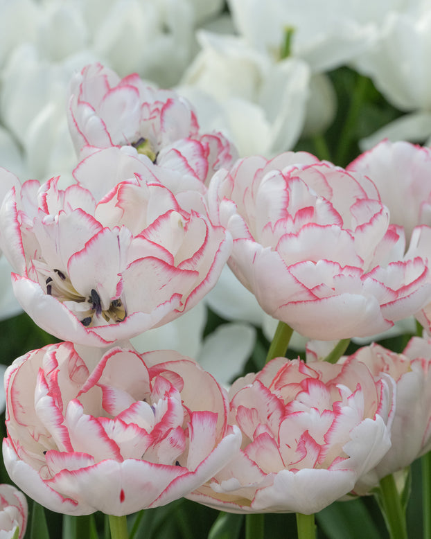 Tulip 'Wild Romance'