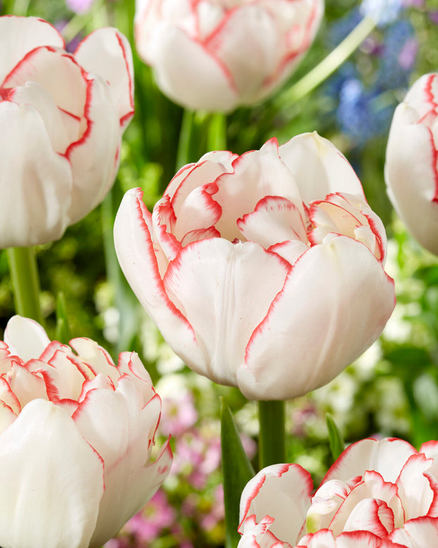 Tulip 'Wild Romance'