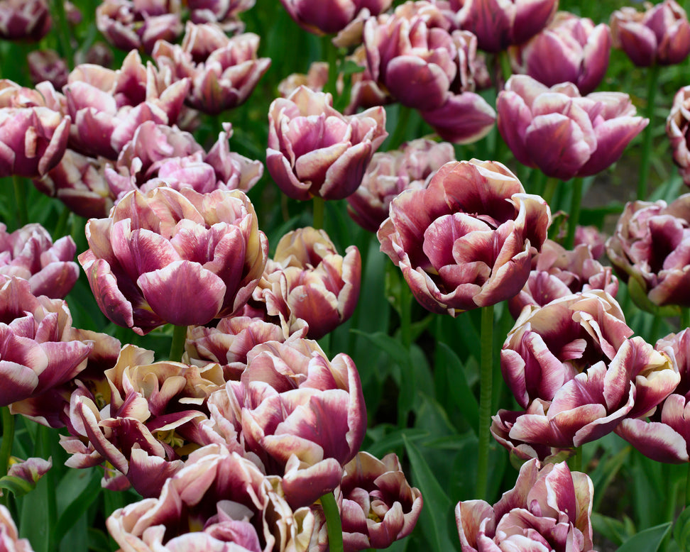 Tulip 'Wyndham'