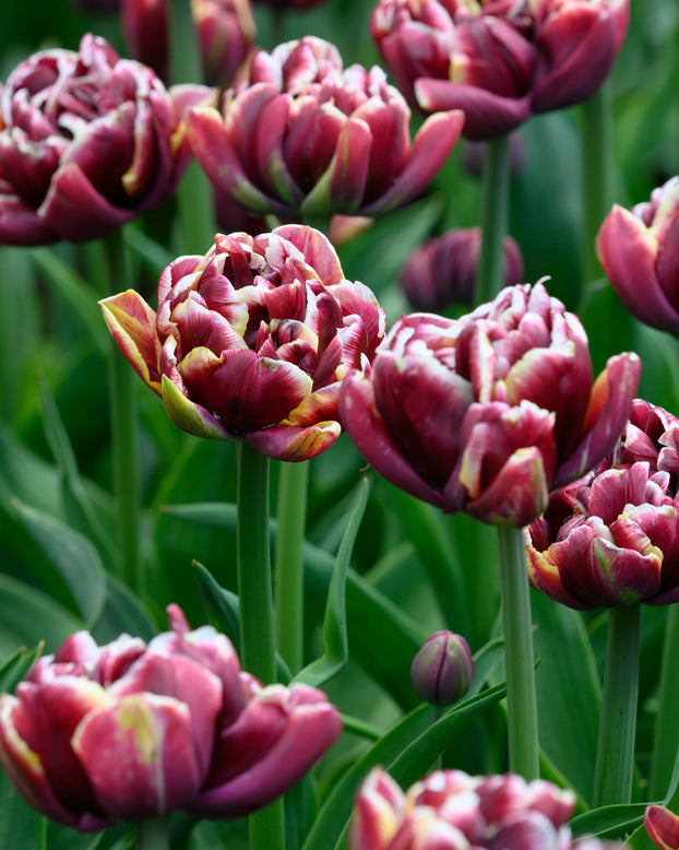 Tulip 'Wyndham'