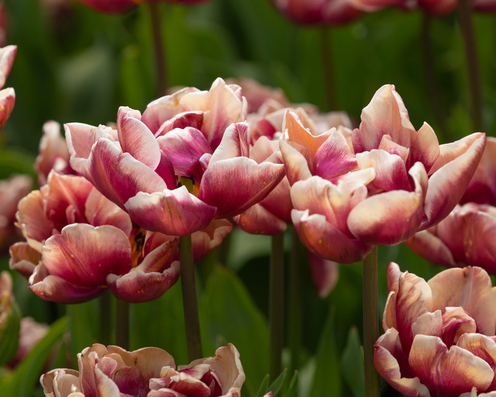 Tulip 'Wyndham'