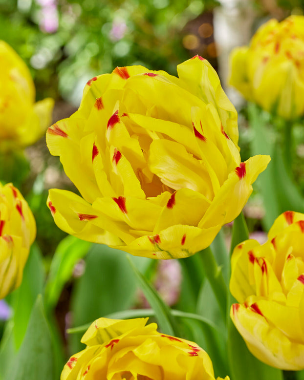 Tulip 'Yellow Danceline'