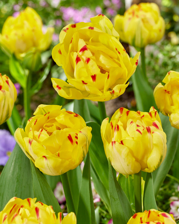 Tulip 'Yellow Danceline'