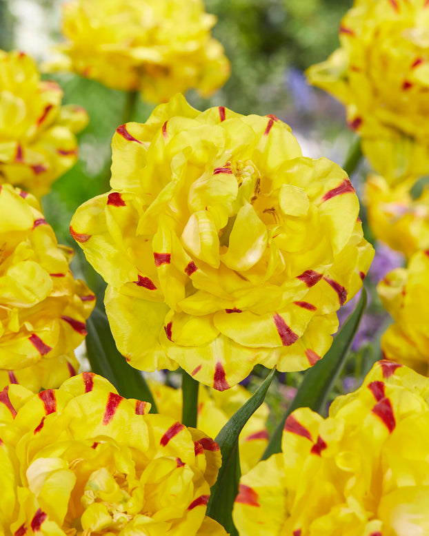 Tulip 'Yellow Danceline'