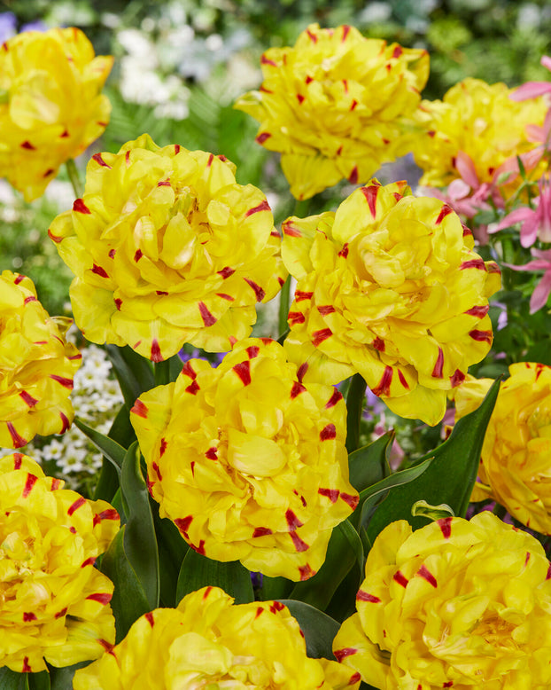 Tulip 'Yellow Danceline'