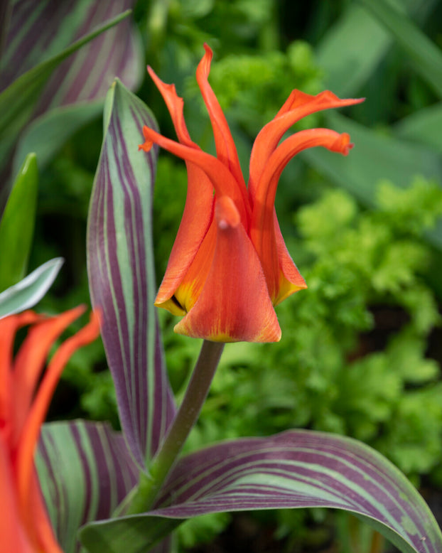 Tulip 'Rigas Barikades'