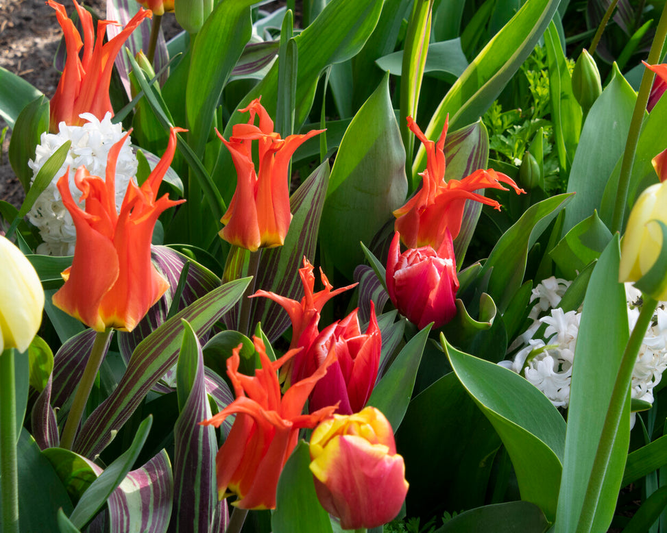 Tulip 'Rigas Barikades'