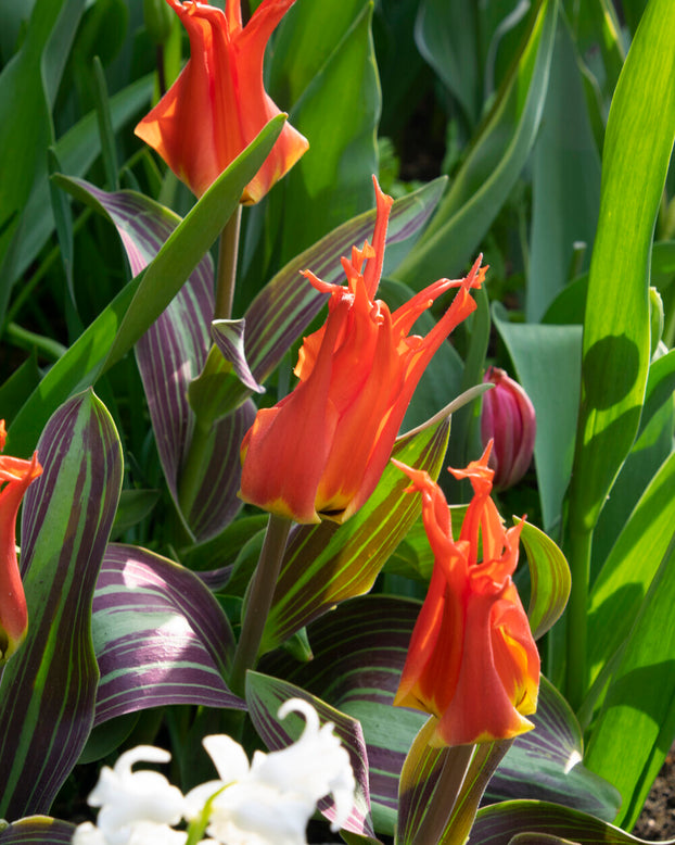 Tulip 'Rigas Barikades'