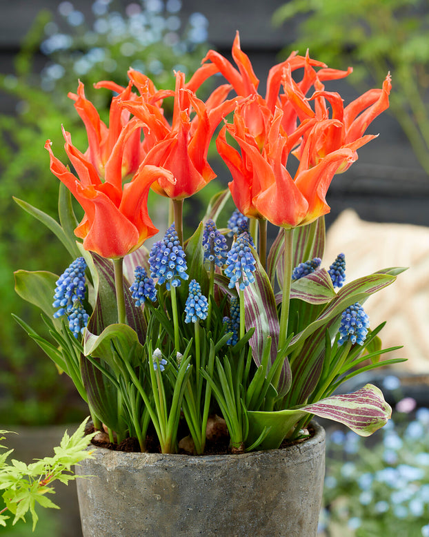 Tulip 'Rigas Barikades'