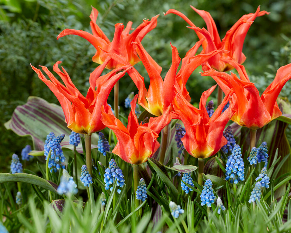 Tulip 'Rigas Barikades'