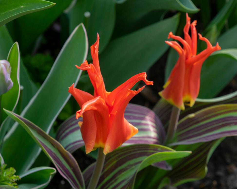 Tulip 'Rigas Barikades'