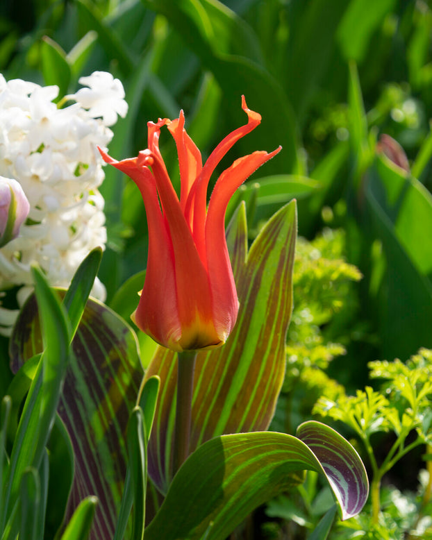 Tulip 'Rigas Barikades'