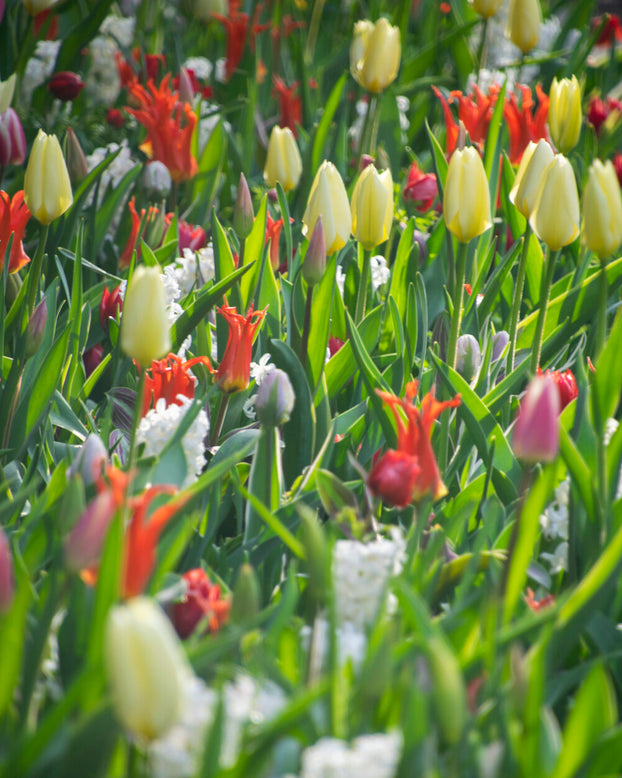 Tulip 'Rigas Barikades'