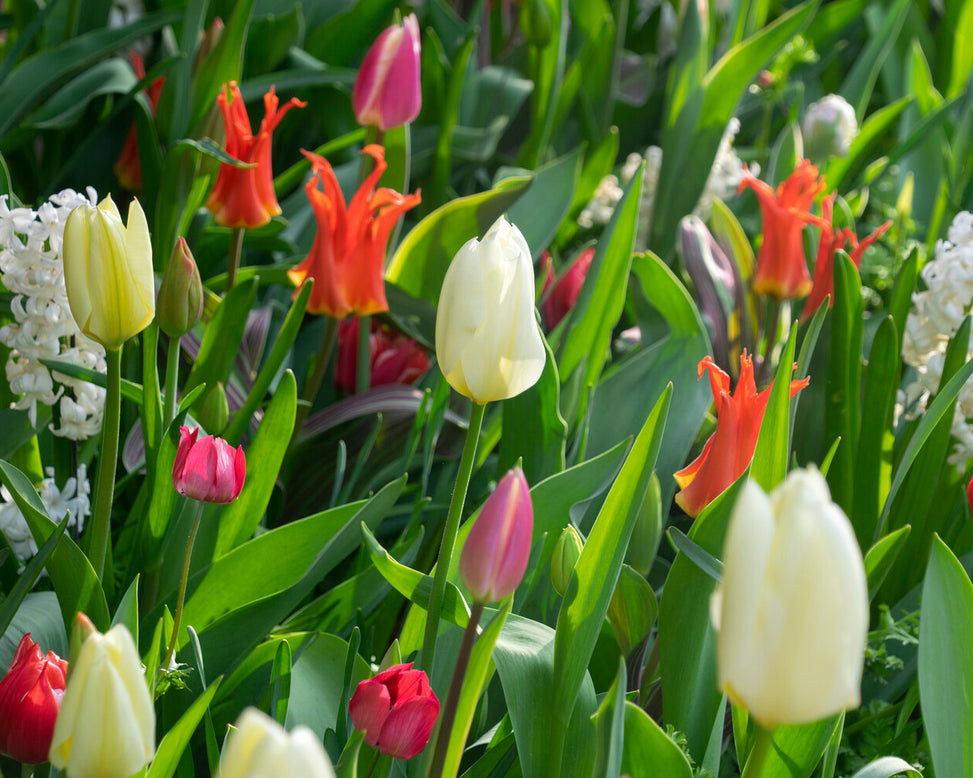 Tulip 'Rigas Barikades'