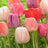 All tulips (237)