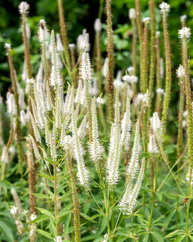 Veronicastrum 'Springdew'