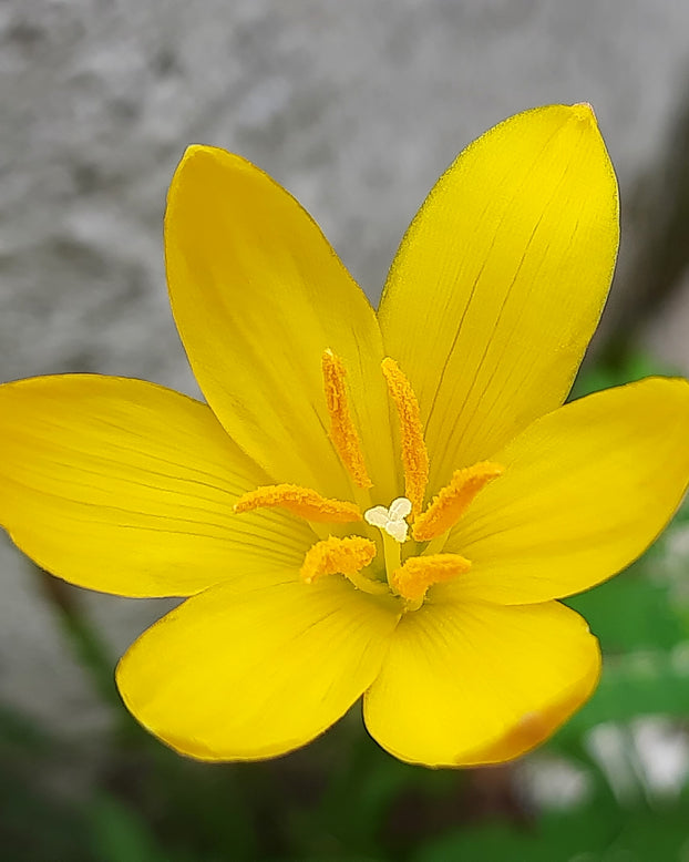 Zephyranthes sulphurea