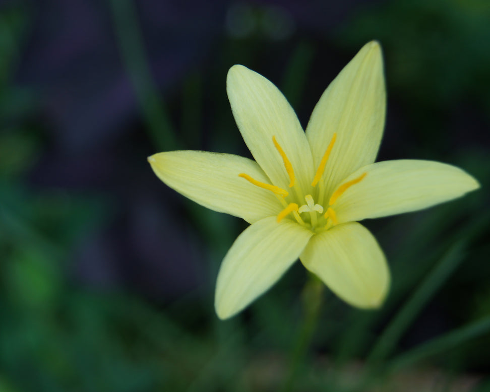 Zephyranthes sulphurea