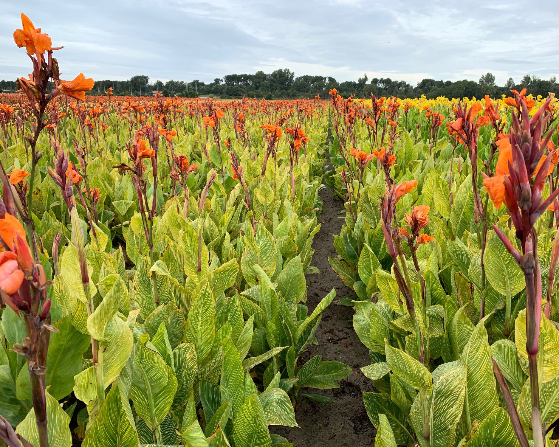 Canna 'Pretoria' Rhizomes — Buy Online At Farmer Gracy UK