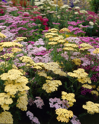 Achillea bare roots