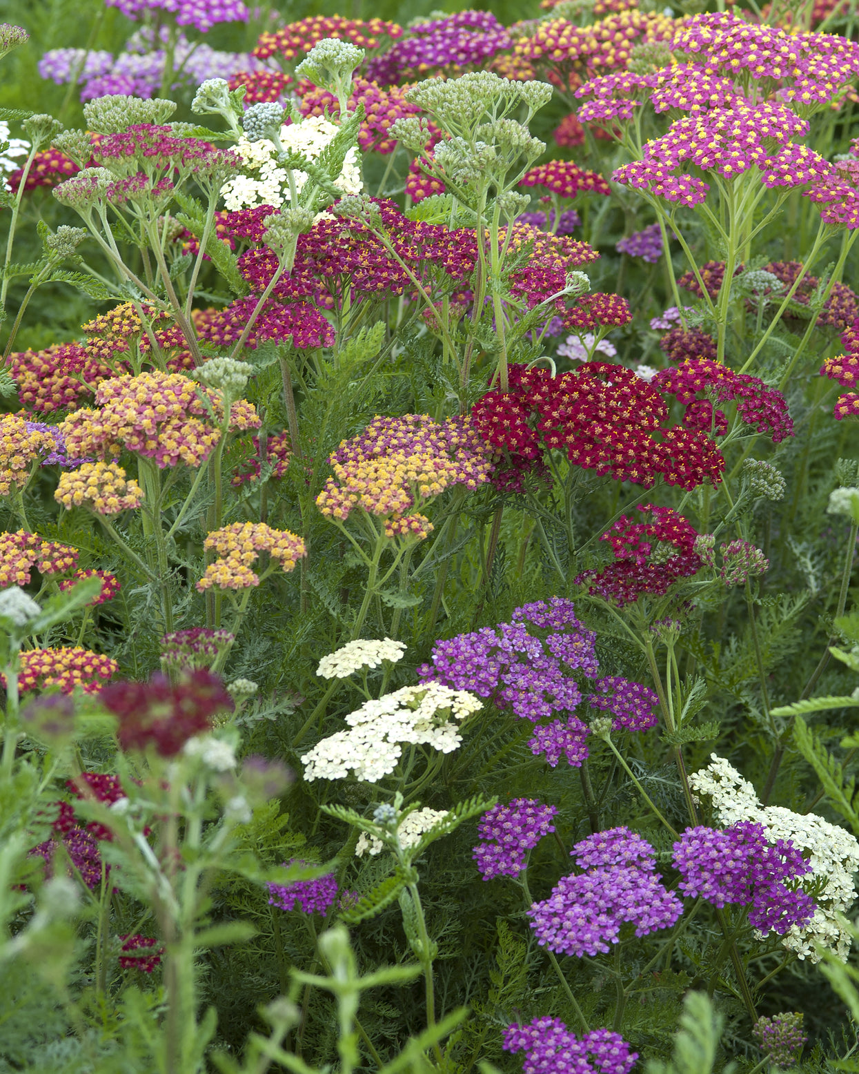 Achillea millefolium 'Summer Pastels' bare roots — Buy pastel yarrow ...