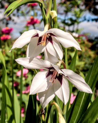 Acidanthera bulbs (Sword Lilies)