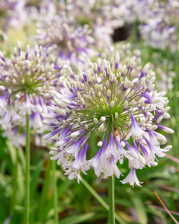 Agapanthus 'Fireworks'