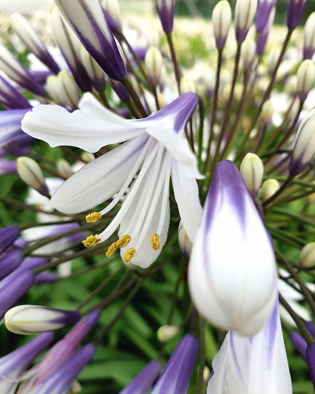 Agapanthus 'Fireworks'