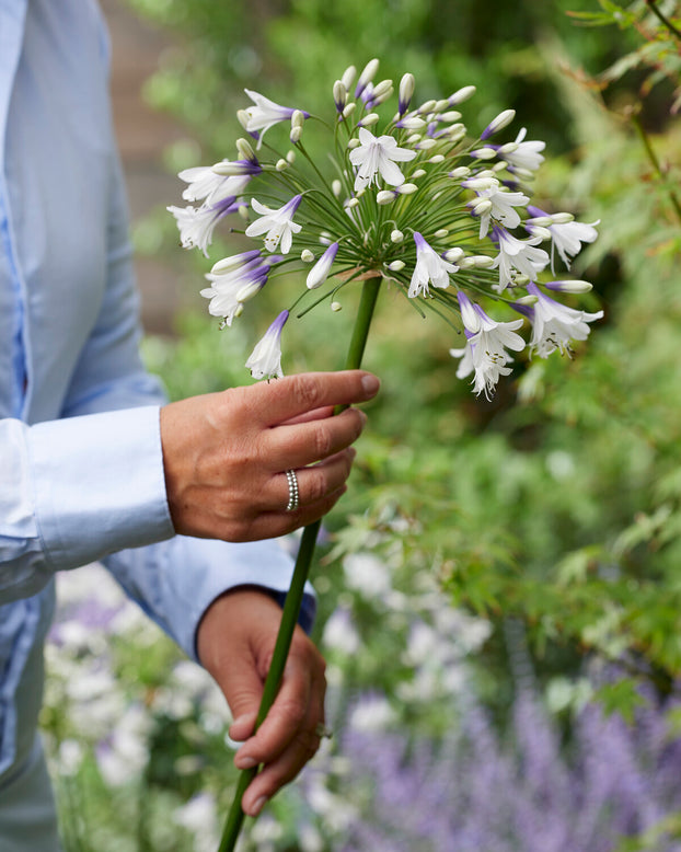 Agapanthus 'Fireworks'