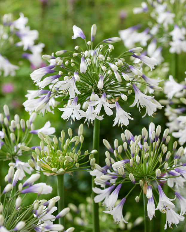 Agapanthus 'Fireworks'