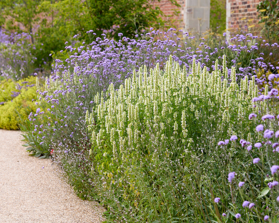 Agastache 'Alabaster'