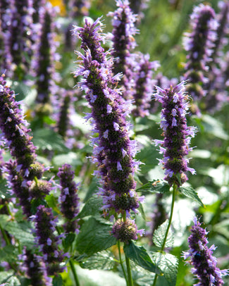 Agastache bare roots