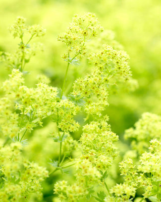 Alchemilla bare roots