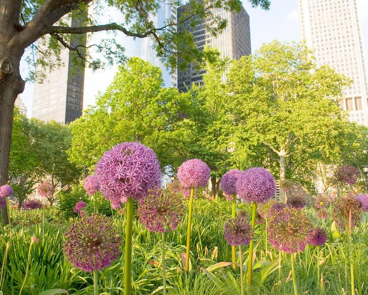 Allium 'Ambassador'