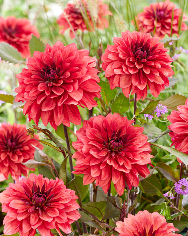 Dahlia 'Danique'