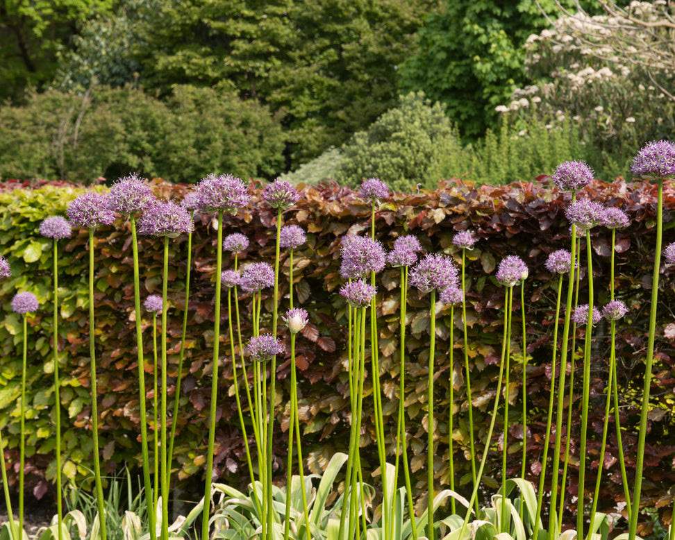 Allium 'His Excellency'