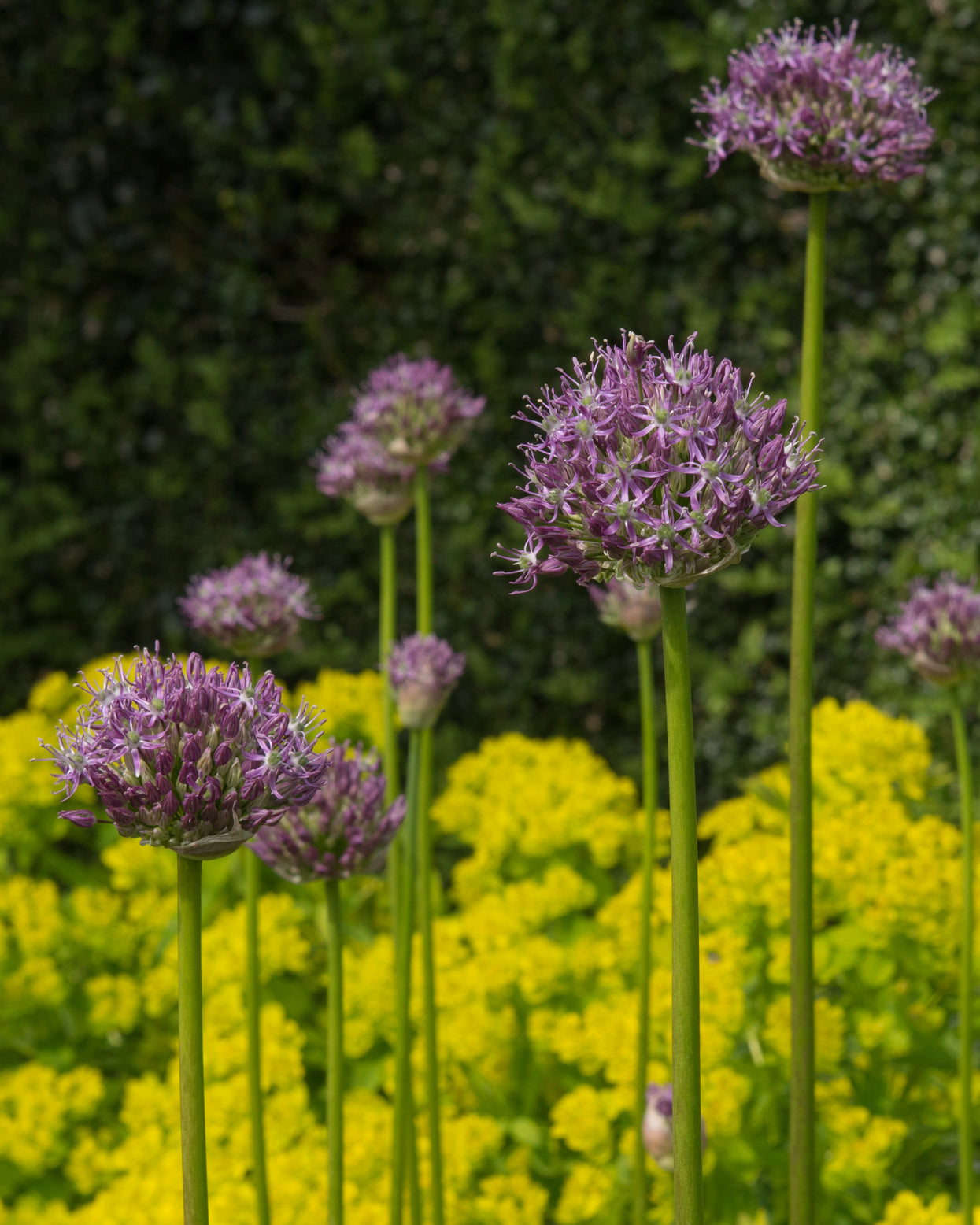 Allium 'His Excellency' bulbs — Buy online at Farmer Gracy UK