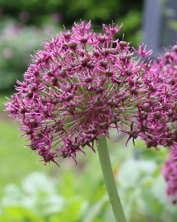 Allium 'Ostara'