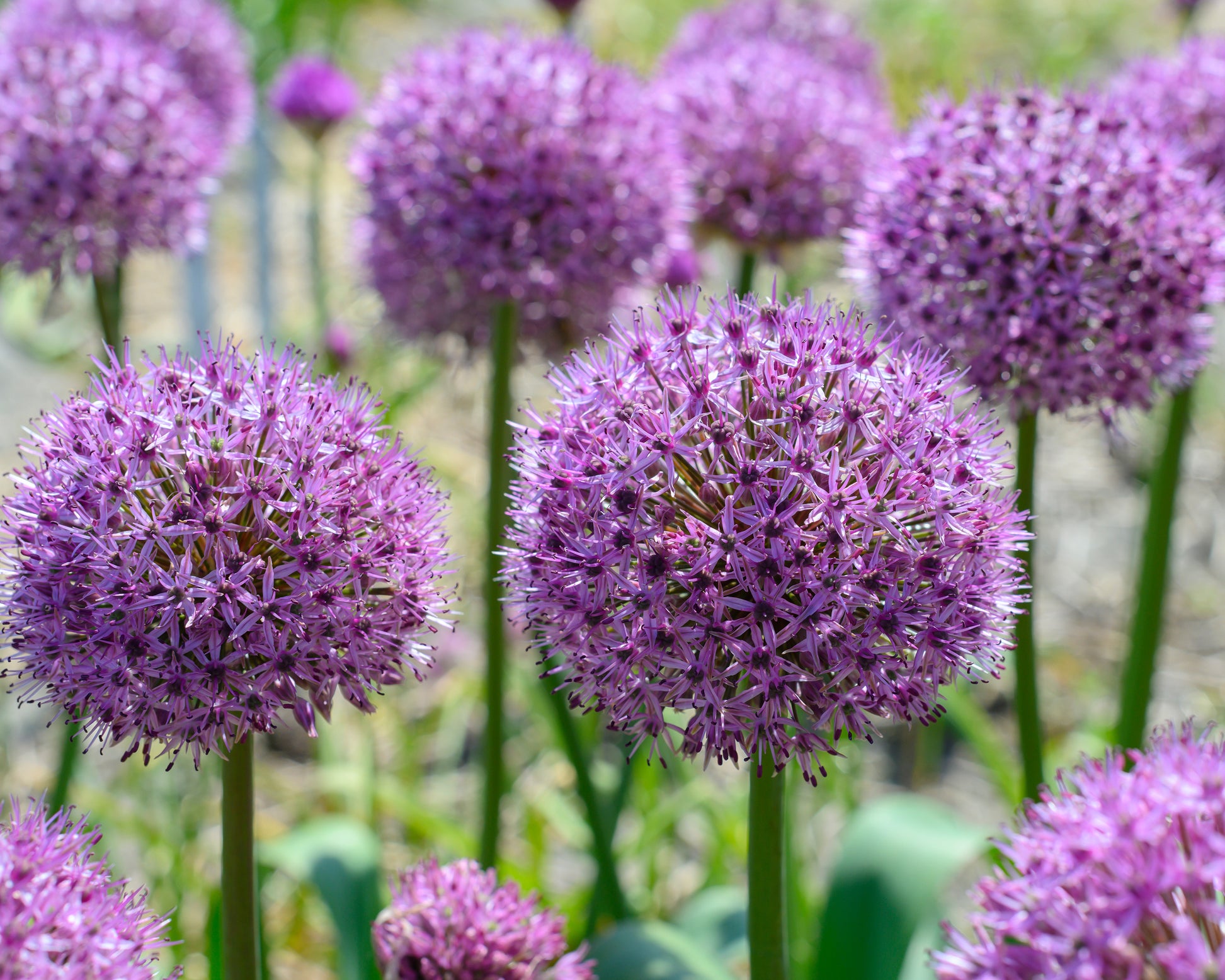 Allium 'Party Balloons' bulbs — Buy online at Farmer Gracy UK