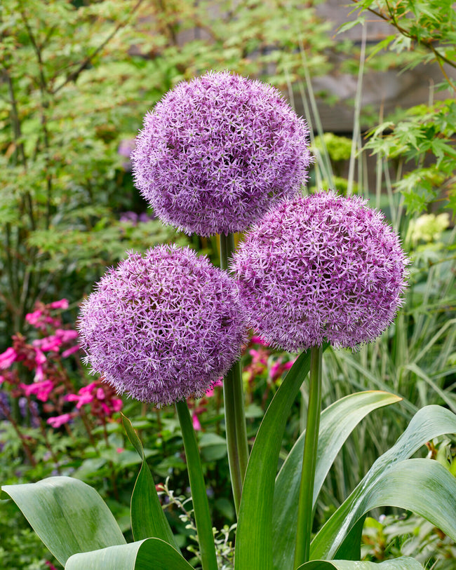 Allium neapolitanum 'Cowanii' bulbs — Buy online at Farmer Gracy UK