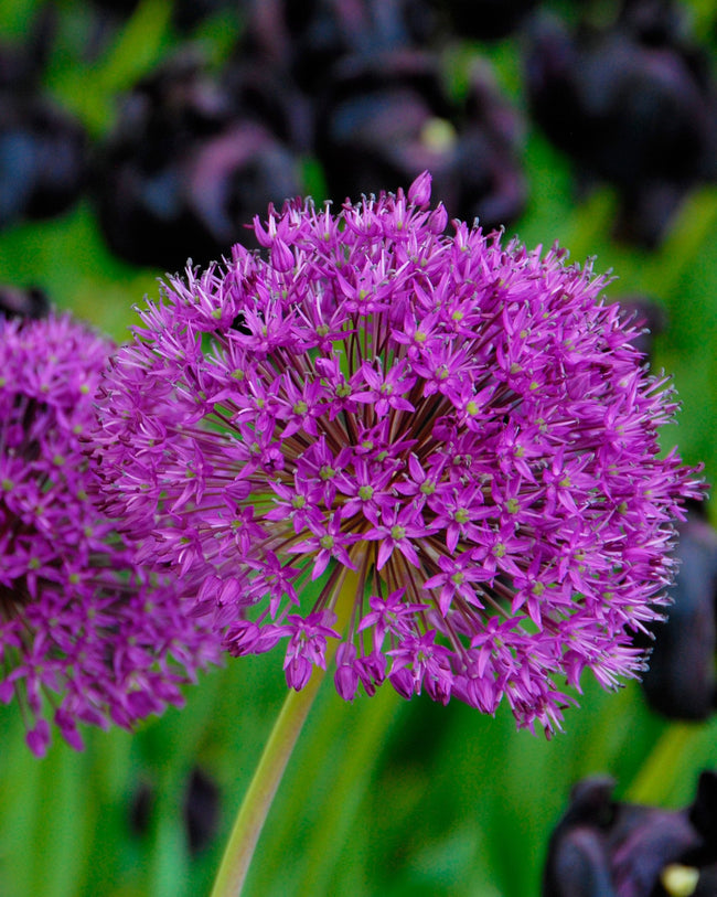 Allium obliquum bulbs — Buy online at Farmer Gracy UK