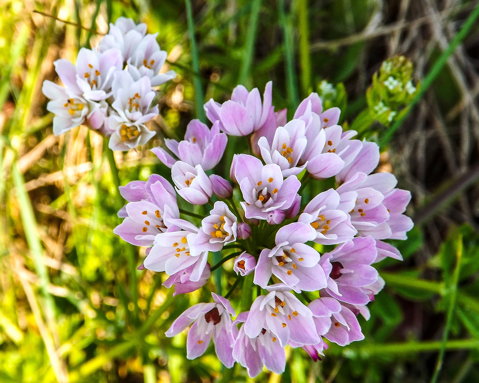 Allium roseum