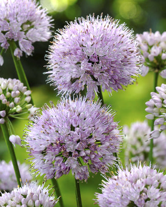 Allium Bulbs for Spring Planting