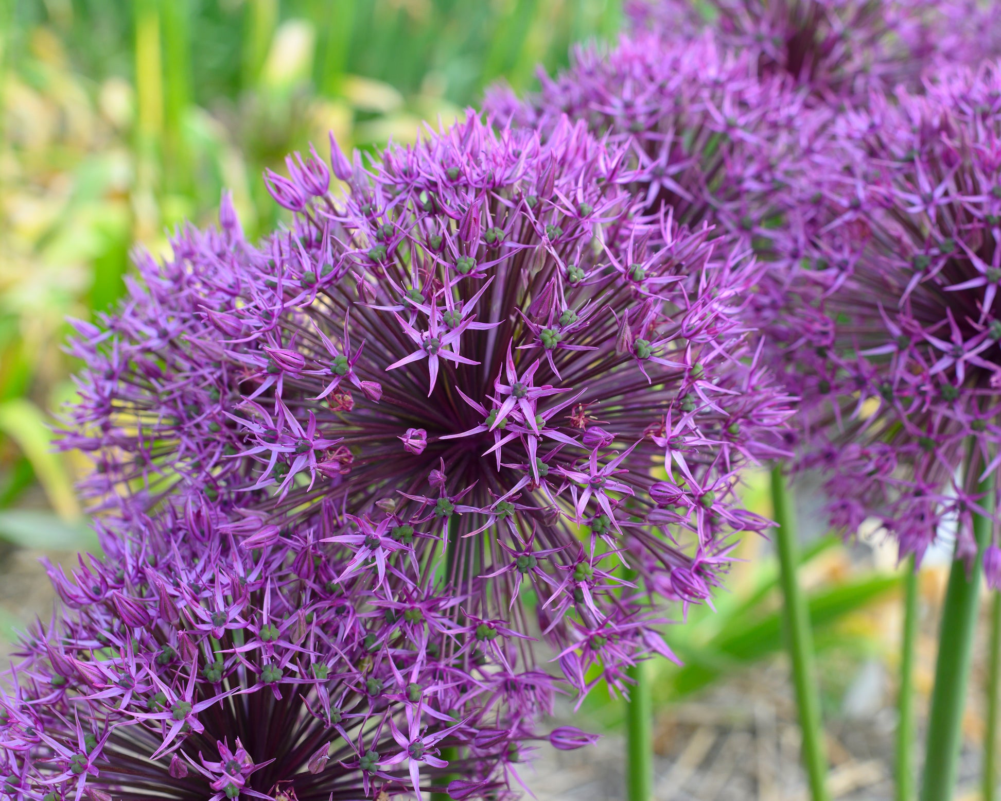 Allium 'Universe' bulbs — Buy big alliums online at Farmer Gracy UK