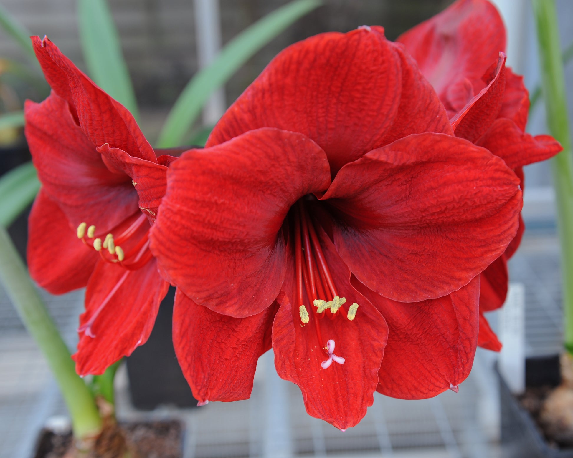 Amaryllis 'Carmen' bulbs — Buy online at Farmer Gracy UK