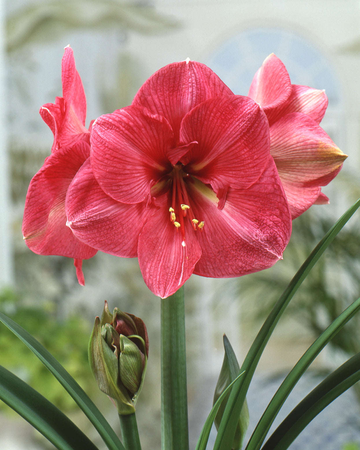 Amaryllis 'Hercules' bulbs — Buy online at Farmer Gracy UK