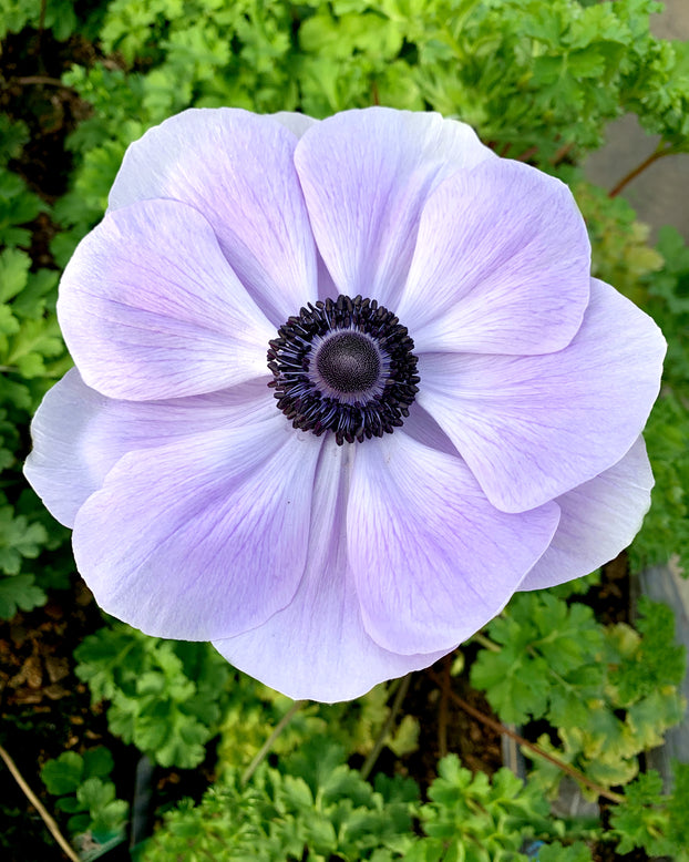 Anemone 'Mistral® Azzurro'