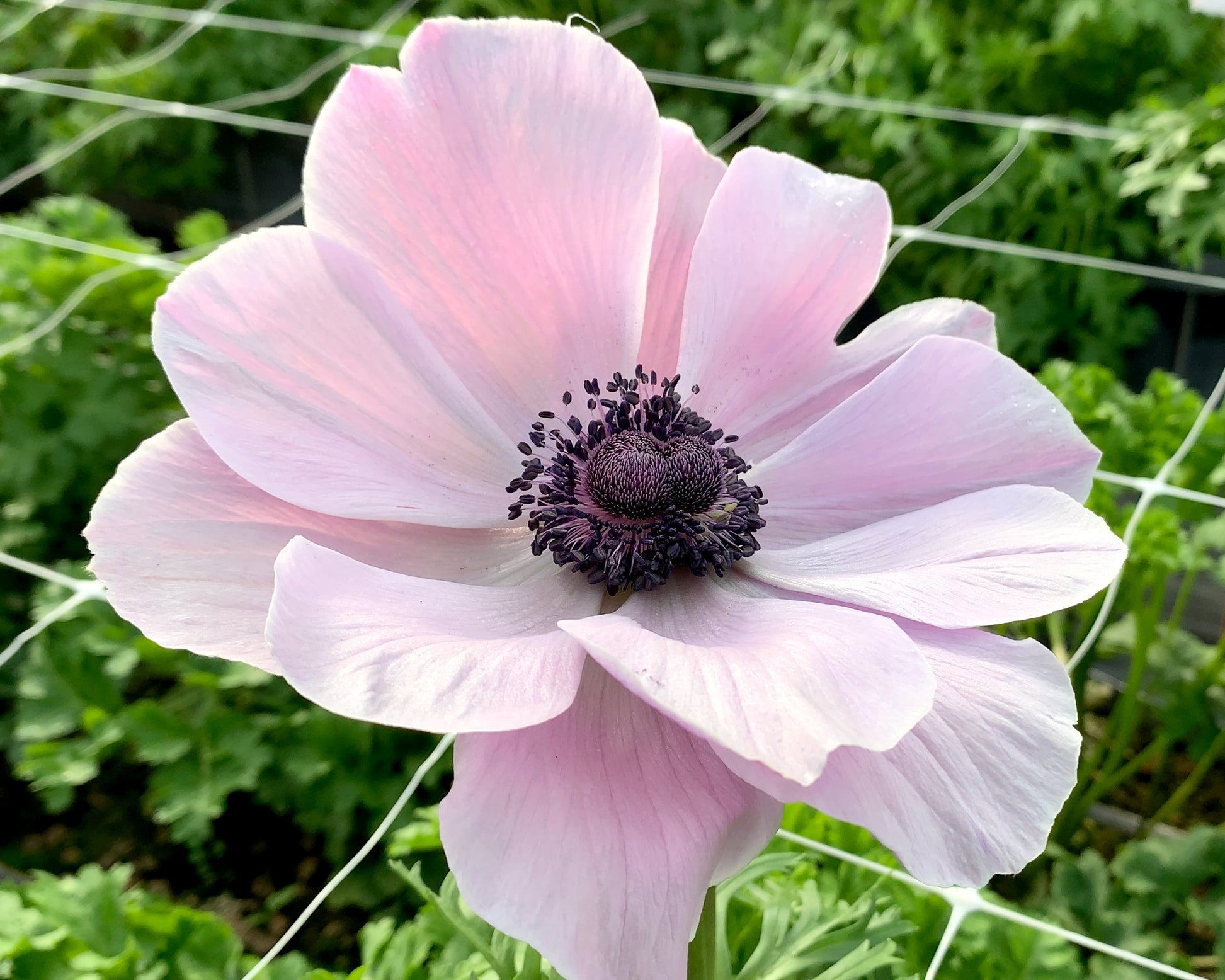 Italian Anemone 'Mistral® Rarity' — Buy online at Farmer Gracy UK