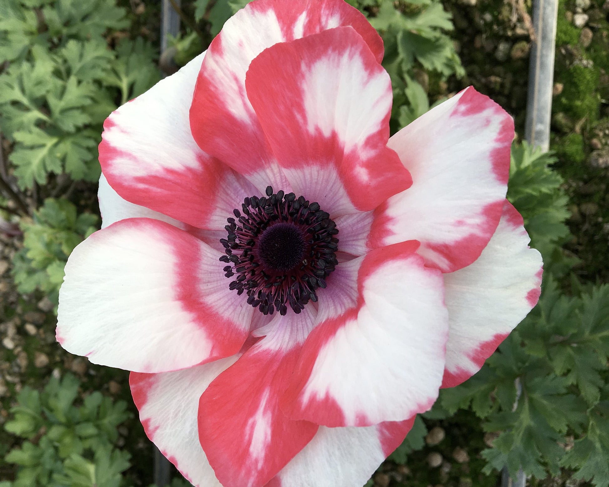 Italian Anemone 'Mistral® Tigre' — Buy online at Farmer Gracy UK