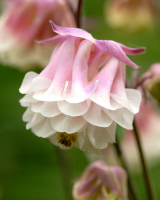 Aquilegia bare roots